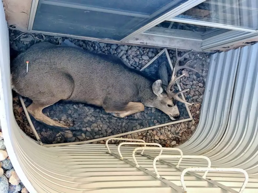 200-Pound Buck Rescued From Colorado Window Well