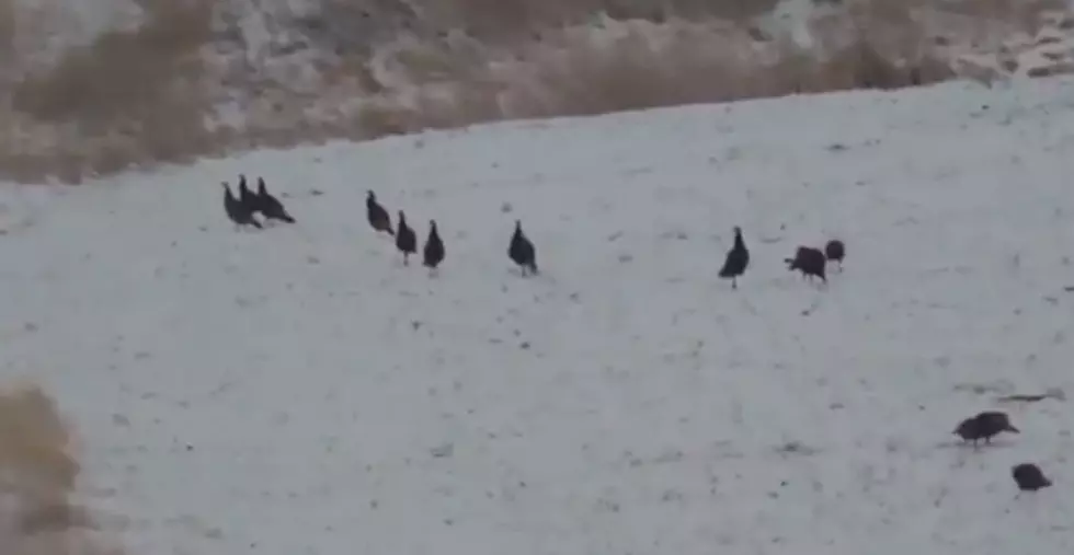 WATCH: Colorado Turkeys Scare Off Intruders During Thanksgiving Week