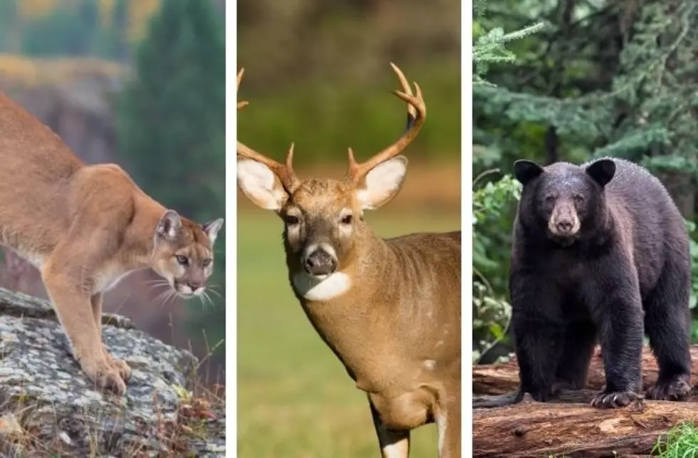10 Wild Animal Encounters in Northern Colorado in 2020