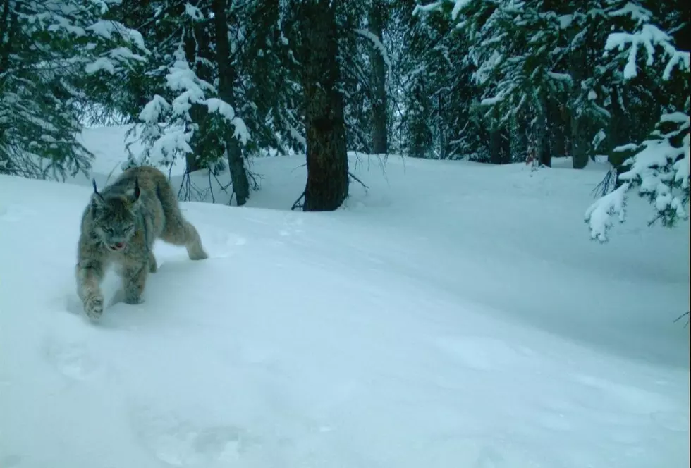 Colorado Lynx Population Strong After Being Reintroduced 21 Years Ago