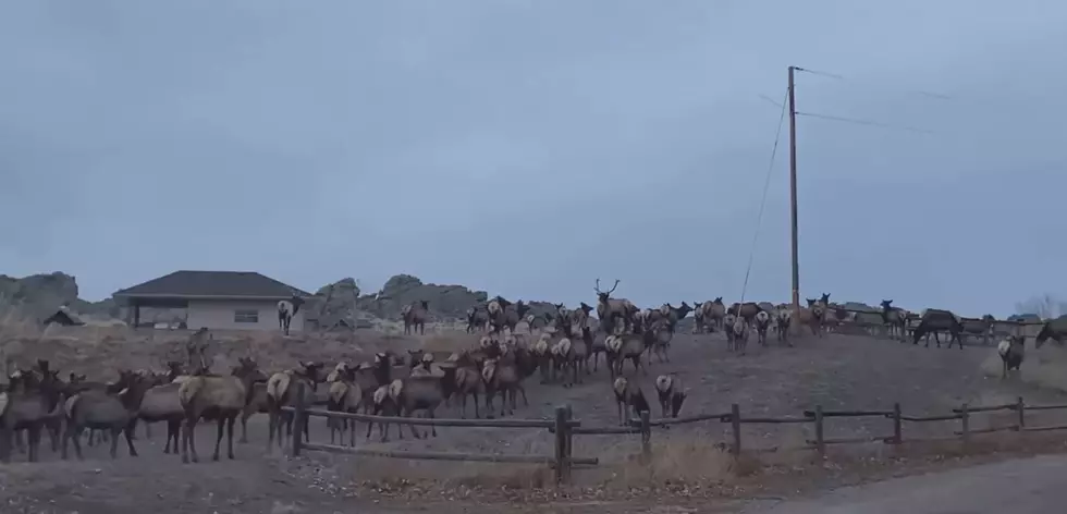 Massive Elk Herd Spotted in Loveland