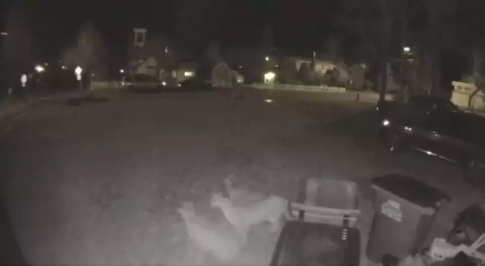 Video Shows Colorado Mountain Lion With Chirping Cubs