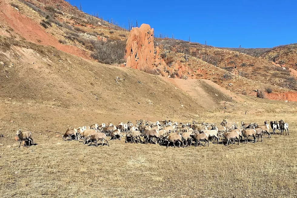 Colorado Bighorn Sheep Herd Get New Home