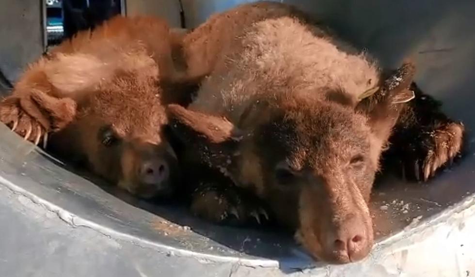 CPW Taking Care of Orphaned Bear Cubs During Hibernation