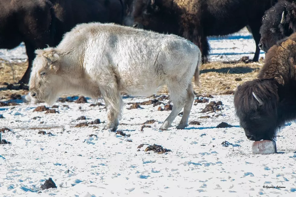 Look at These Majestic White Buffalo Spotted in Colorado