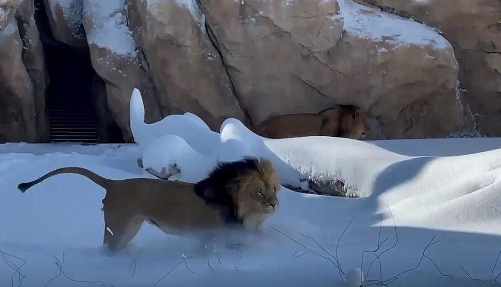 These Denver Zoo Lions Love the Snow