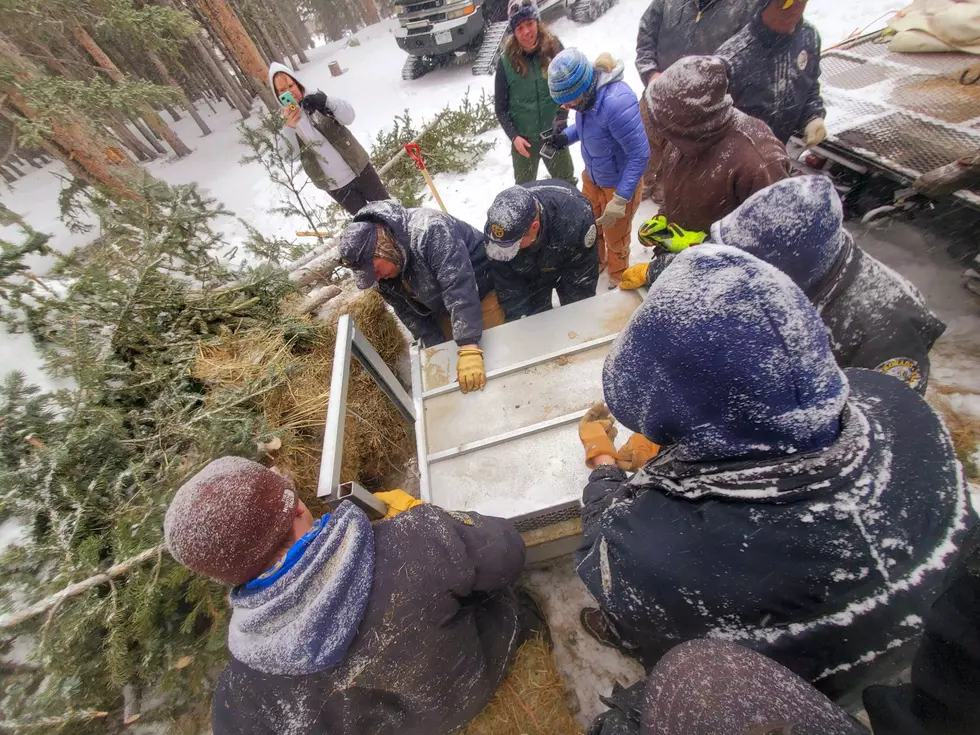 Orphaned Bear Cubs Officially Released on Kenosha Pass