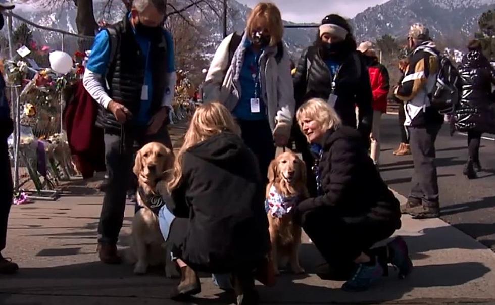 Fort Collins Comfort Dogs Help Boulder Shooting Victims