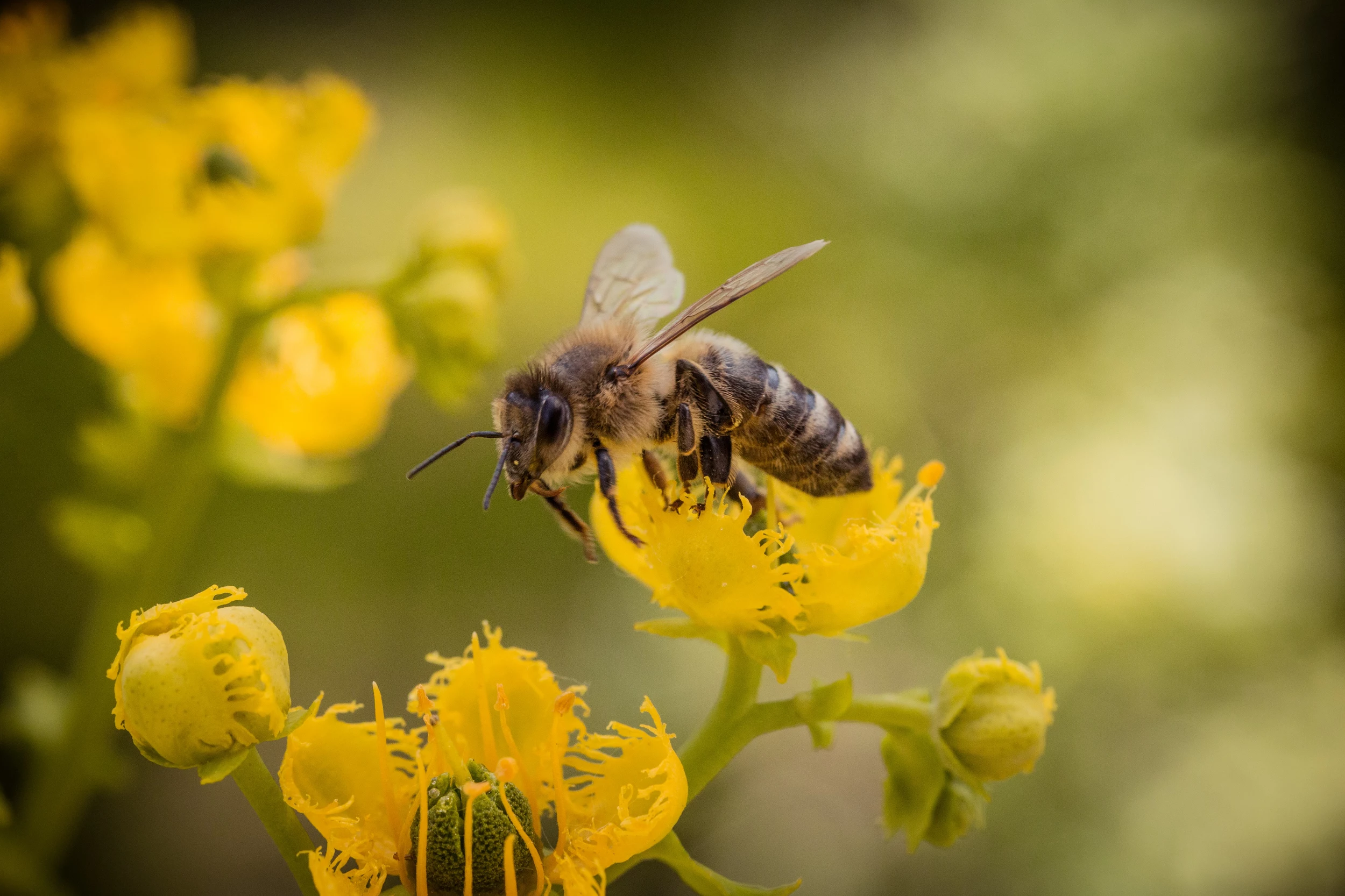 Colorado First Gentleman Marlon Reis Shares Pollinator License