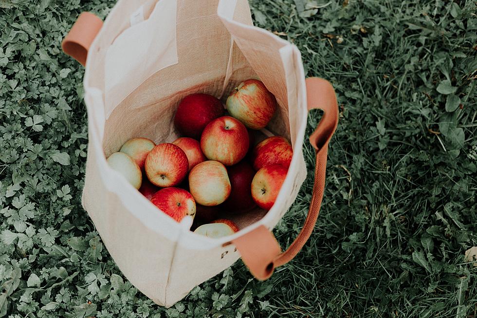 Apple Picking Near Fort Collins This Fall — Two Places You Can Go