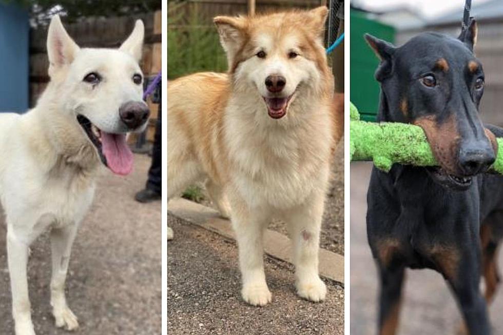 25 Adoptable Shelter Dogs Looking for Fur-Ever Homes in Northern Colorado