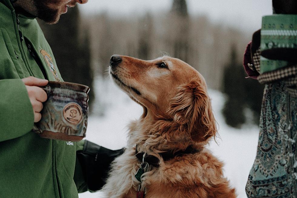 25 Colorado-Inspired Names Perfect For Your Mountain Dog