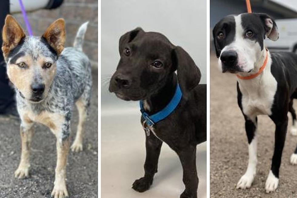 15 Young Pups Who Need Fur-Ever Homes in Northern Colorado