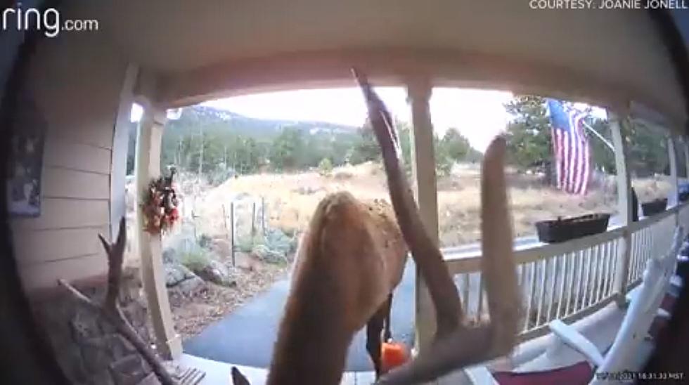 Elk Rings Doorbell at Estes Park Home, But Doesn’t Get Let In