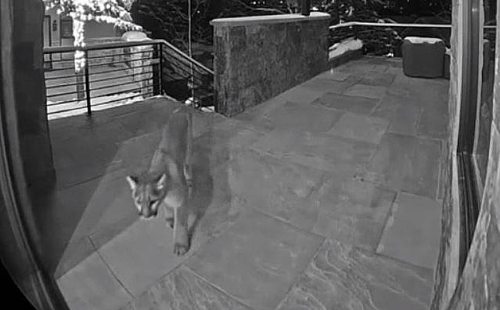 Colorado Mountain Lion Caught Growling At Front Door Cam