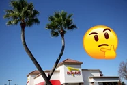Can Palm Trees Grow In Colorado Can Palm Trees Grow In Colorado