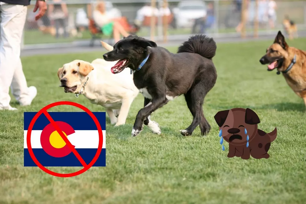 This is How Colorado Ranks For Dog Parks in the State