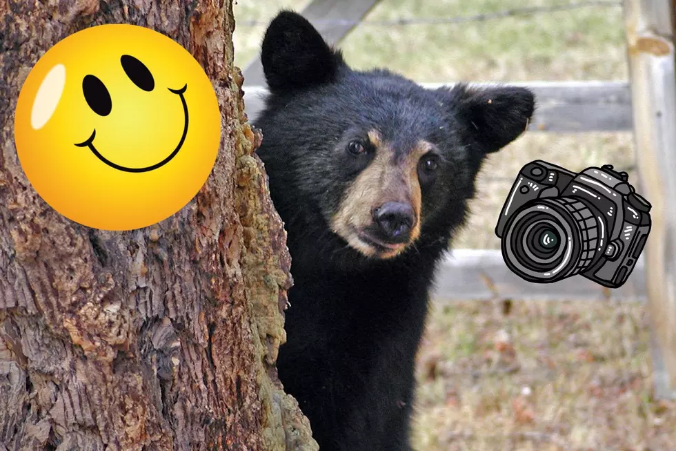 Adorable Colorado Bear Smiles And Waves at Wildlife Camera