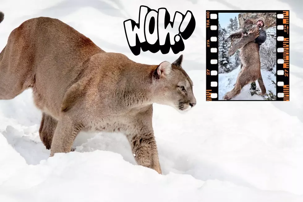 Ex Bronco Kills Colorado Mountain Lion And People Are Upset