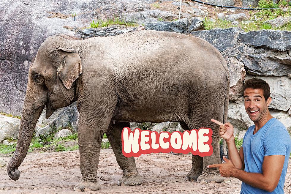 So Exciting. Say Hello To The Denver Zoo&#8217;s New Asian Elephant, Duncan
