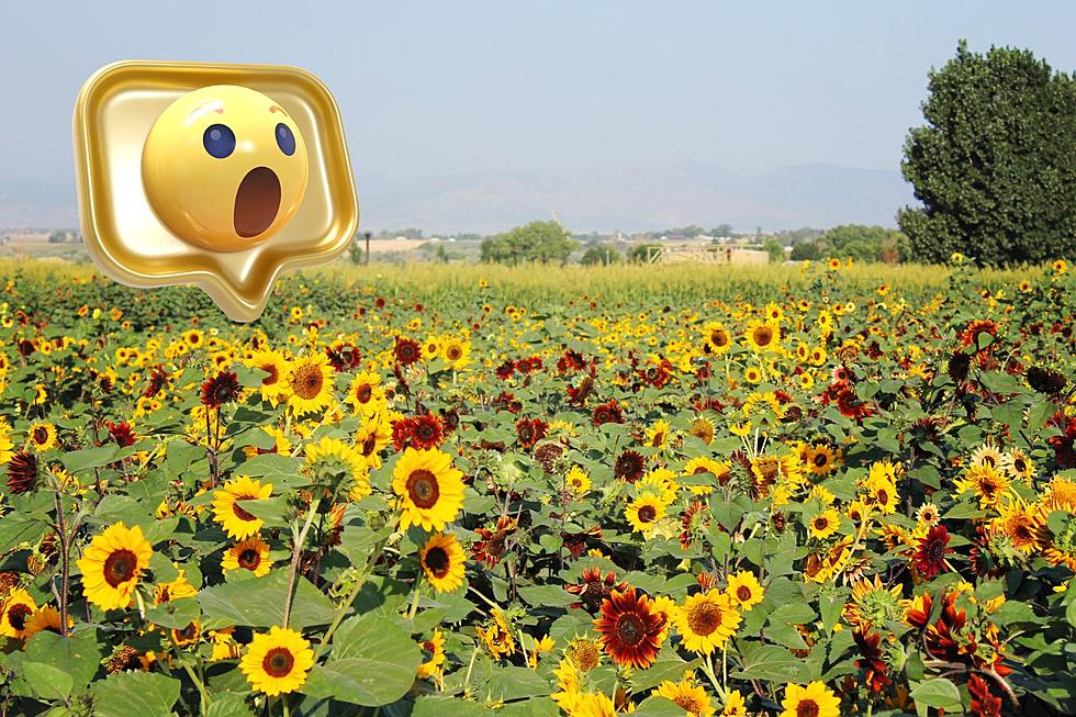 Is This Sunflower Field The Best Place For Photos In Colorado?
