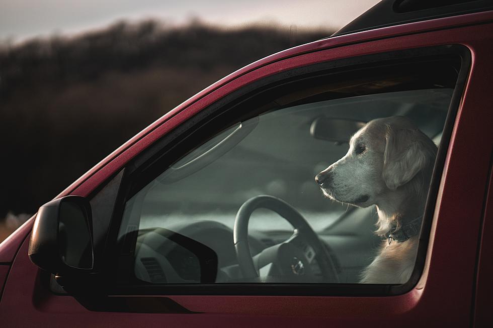 Calls About Hot Car Dogs Surge in Colorado; Legal To Break Glass?