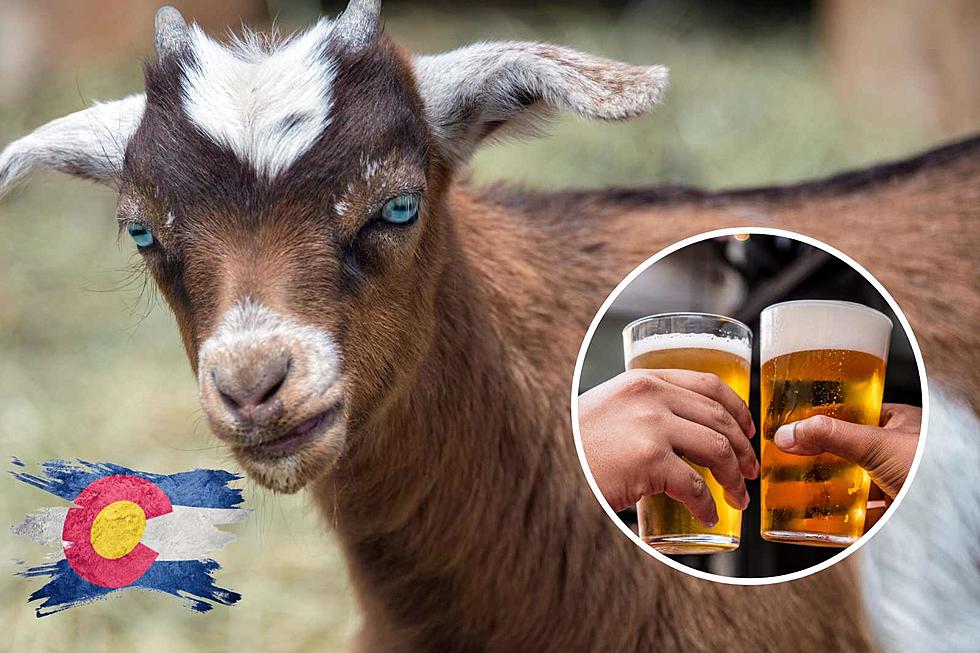 Love Fainting Goats and Beer? Colorado Has a Place You Need to Check Out