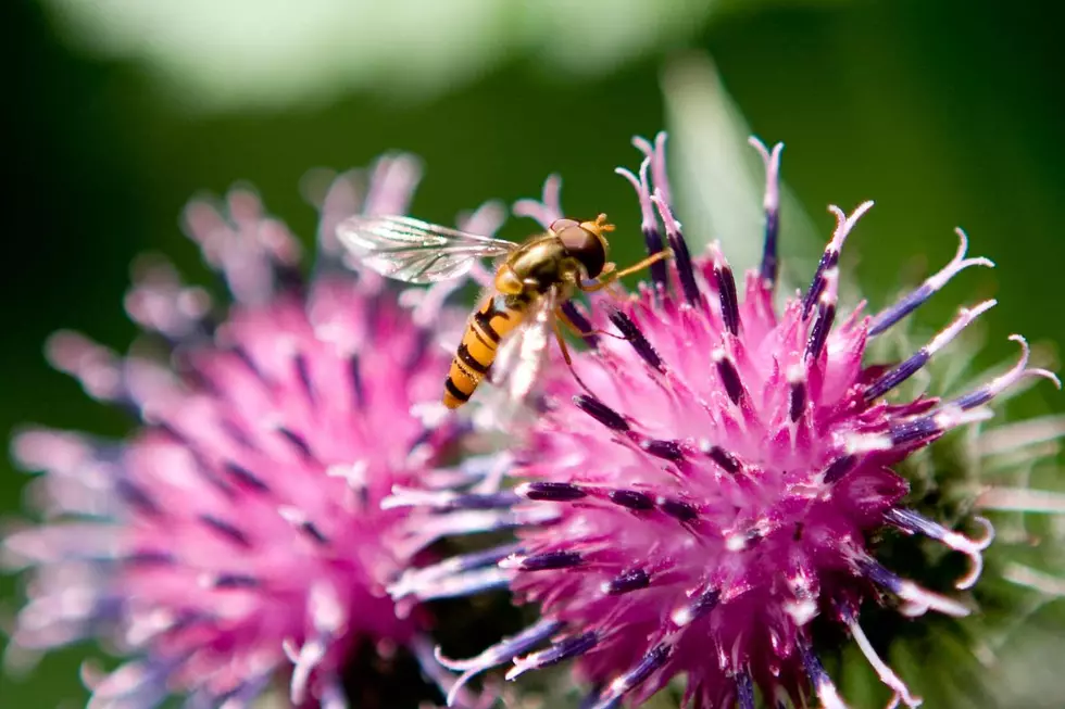 Wasp on flower