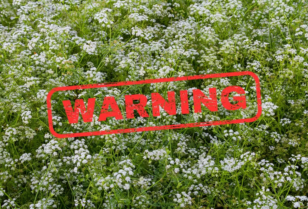 WARNING: Look Out for This Dangerous Plant in Colorado