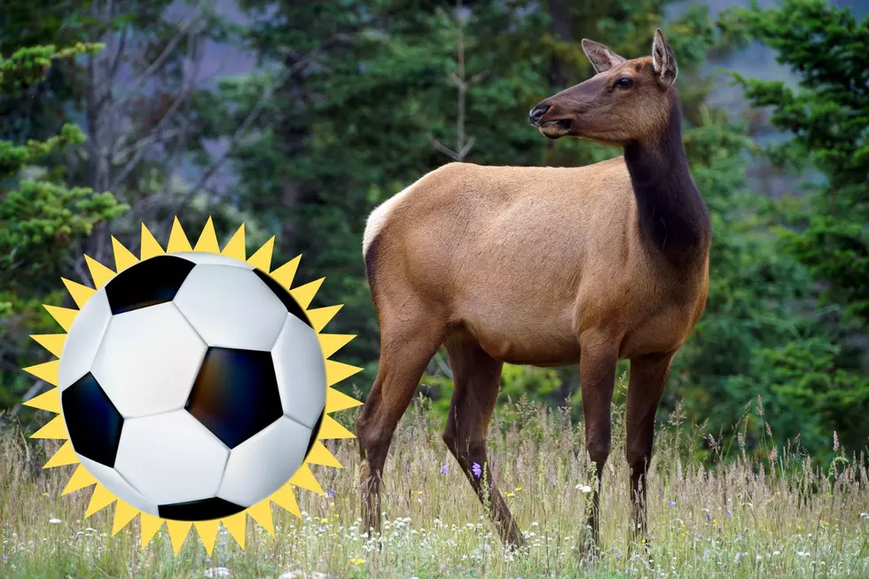 [WATCH] Adorable Elk Plays Soccer With Kids in Colorado