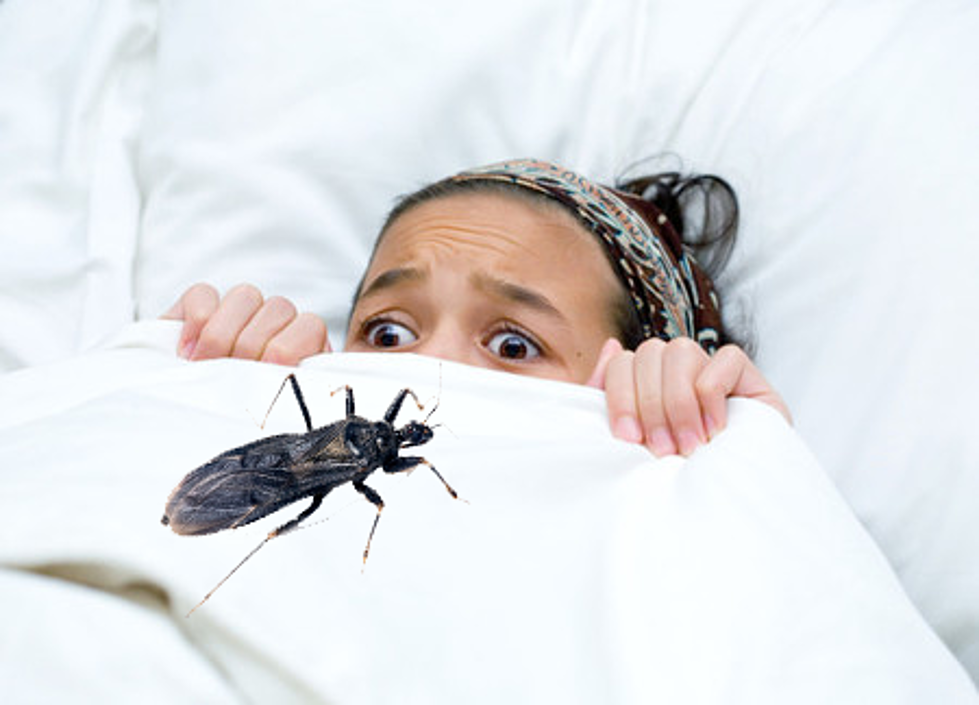 Bedbugs Are Drawn to Certain Colors