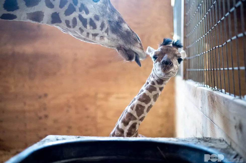 Tajiri the Giraffe is 1 Year Old