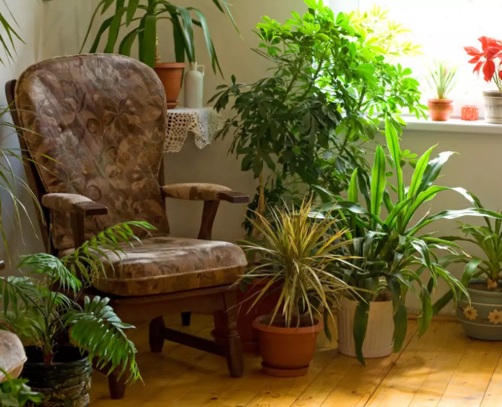 The Health Benefits Of House Plants