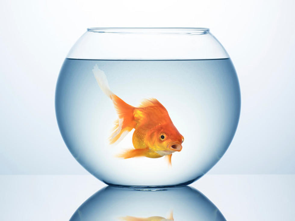 Why Does A Goldfish Jump From Its’ Tank?
