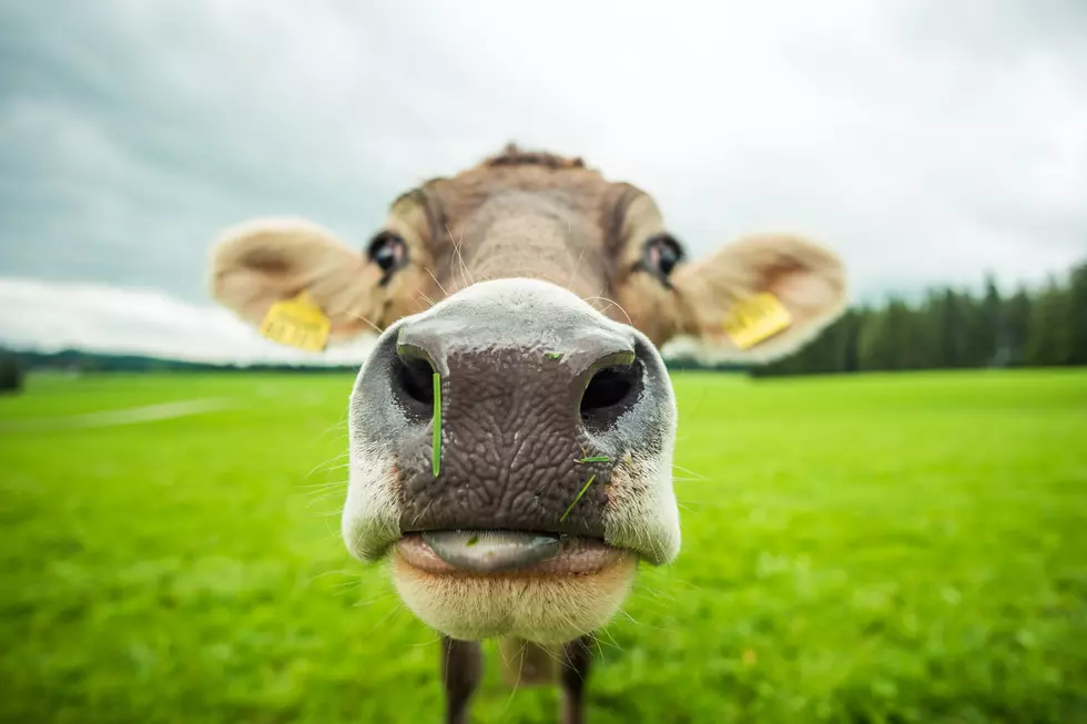 Learn About Dairy Farms and Animals in New Video Series