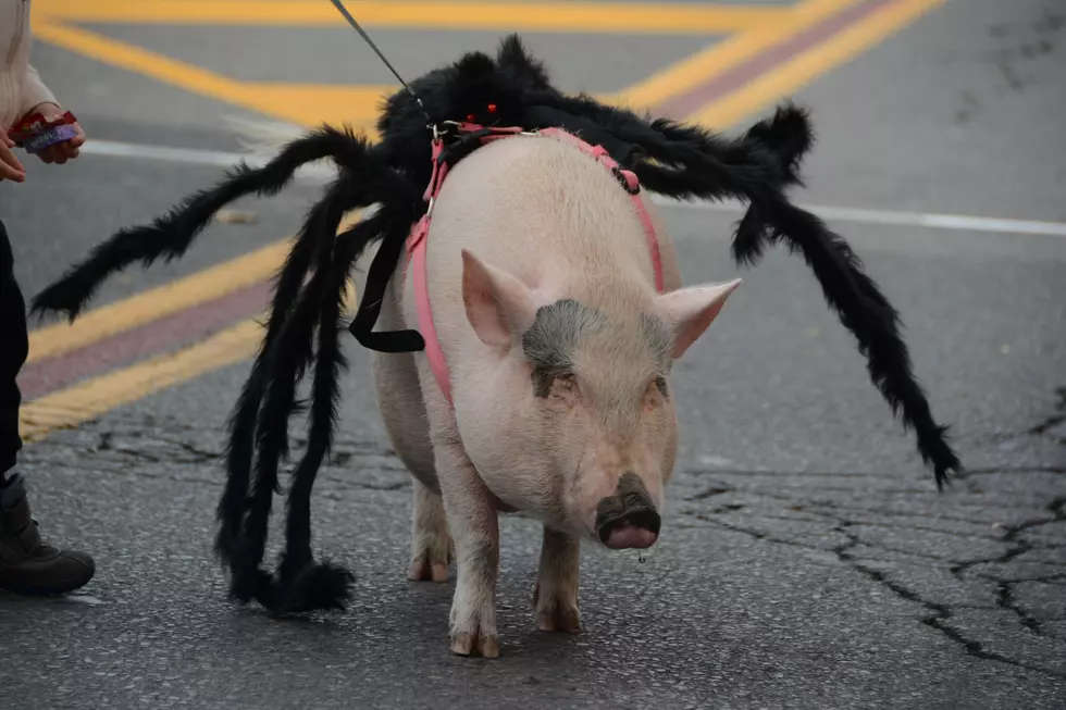 All the Sights and Sounds from Our Halloween Parade [PHOTOS]
