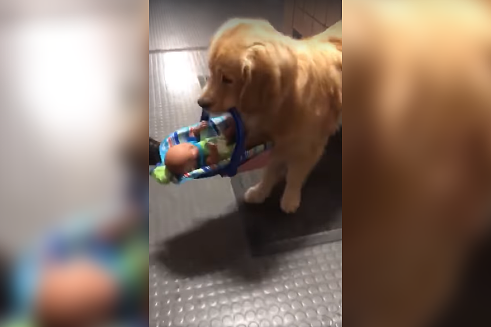 Adorable Video Catches Therapy Dog Stealing From Toy Donations