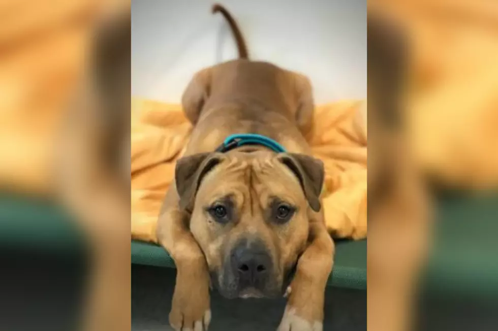 Adopt This Pup Who's Been In a Shelter for 500+ Days
