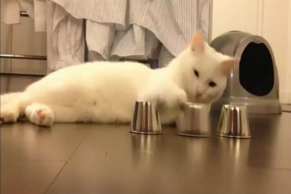 This Cat is Smarter Than You [VIDEO]
