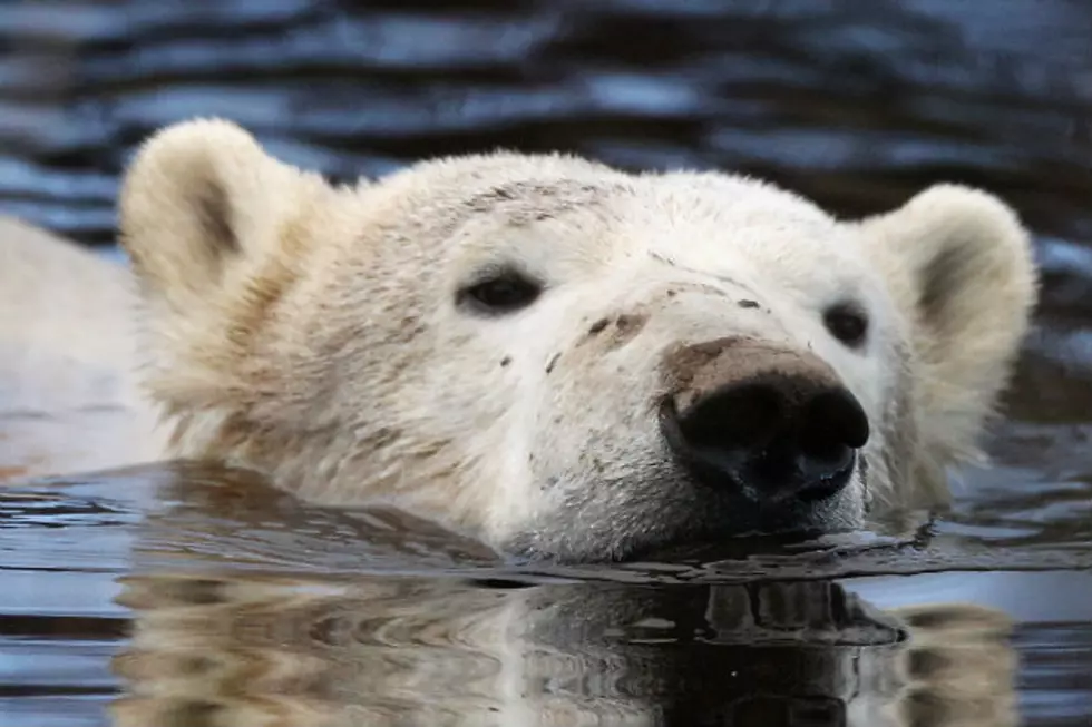 Polar Bear Spotter Wanted in Norway