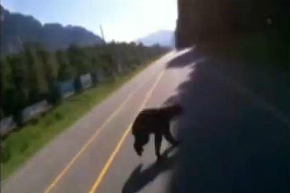 Watch This Biker Hit a Bear [VIDEO]
