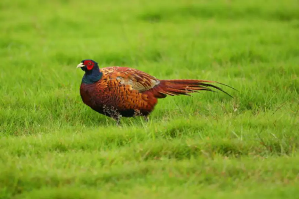 Pheasant Numbers are Booming!