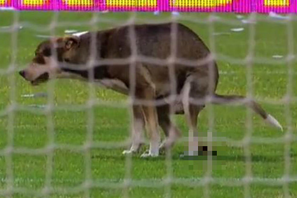 This Dog and I Feel the Exact Same Way About Soccer [VIDEO]