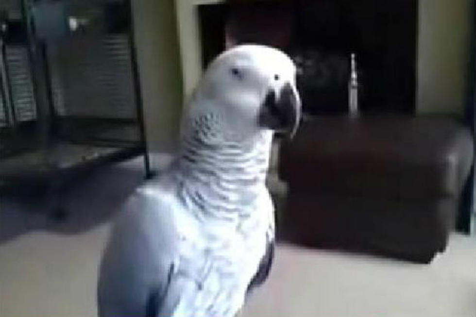 This Parrot Doesn’t Want to Be Touched [VIDEO]