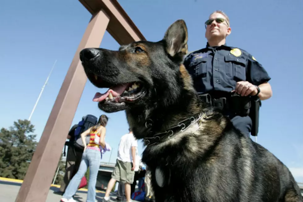 Bismarck Police K9s Outfitted with Bulletproof Vests [PHOTOS]