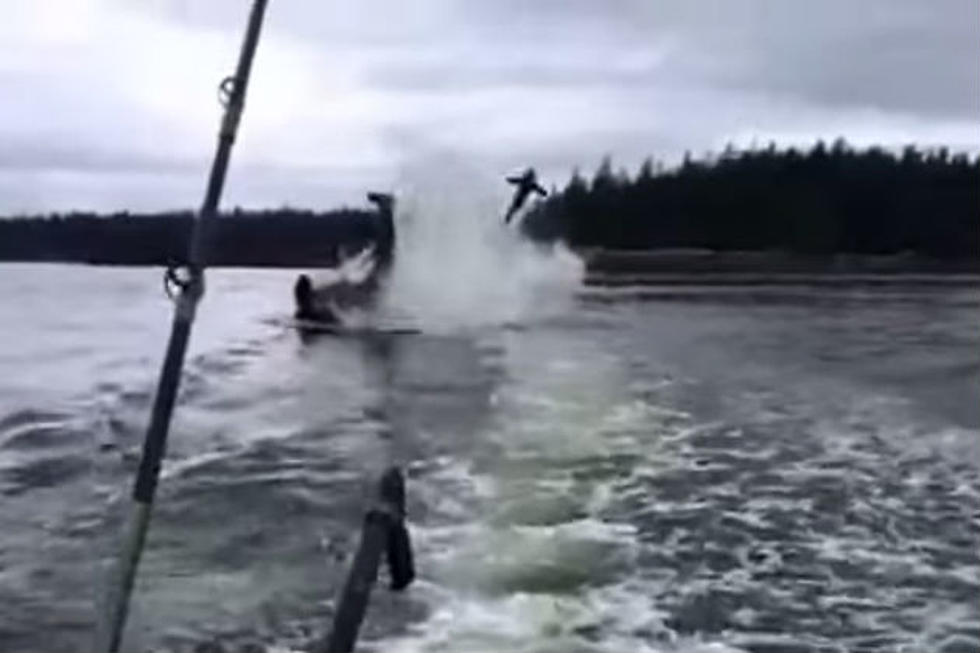 Killer Whale Throws Sea Lion Twenty Feet in the Air [VIDEO]