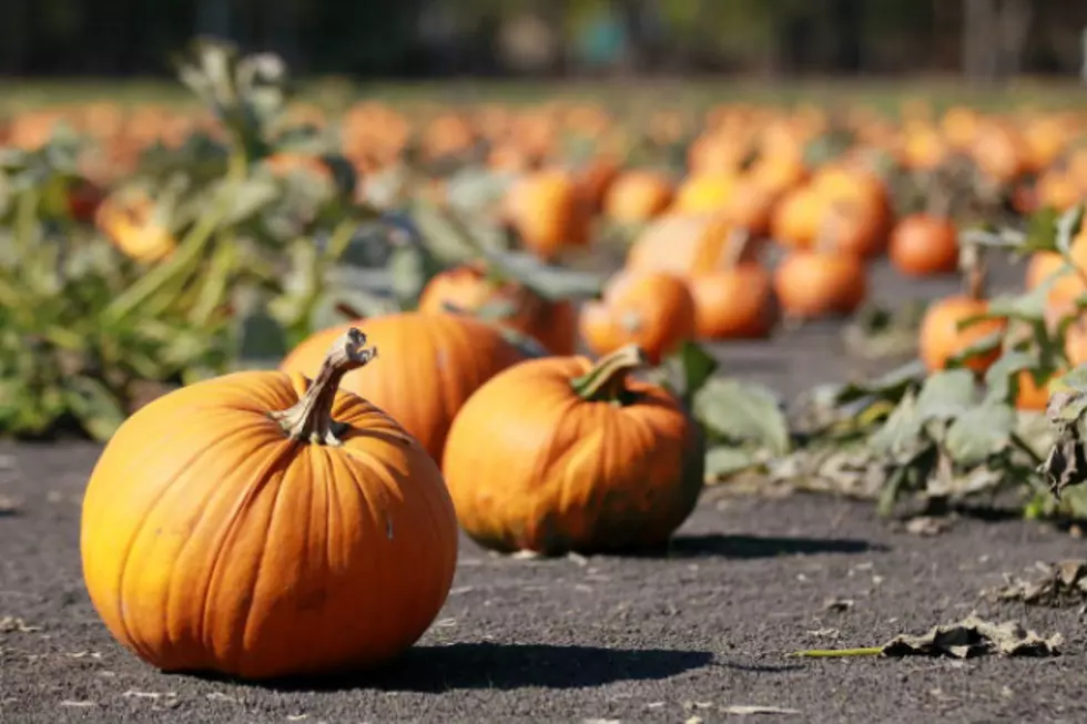 Papa&#8217;s Pumpkin Patch Opening Sunday