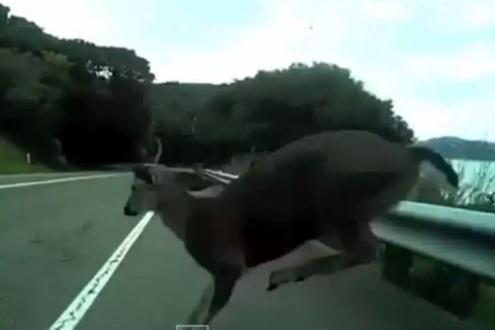 Man Going 30 MPH on Bicycle Hits Deer [VIDEO]
