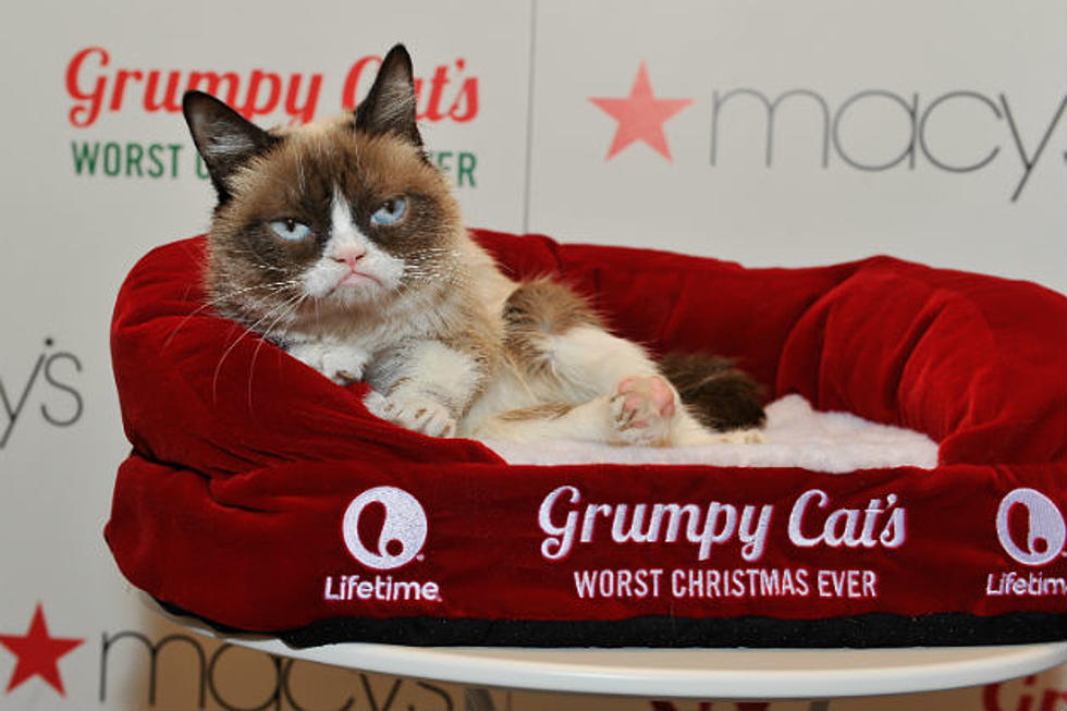 Grumpy Cat Generates Over $100 Million in Revenue and It’s All Your Fault [VIDEO]