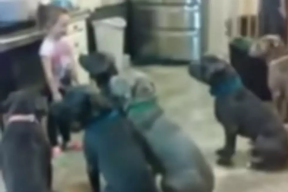Adorable 4-Year Old Girl Feeds Six Hungry Pitbulls [VIDEO]